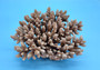 Off White Natural Table Coral Cluster Acropora Latistella (1 coral approx. 7-8+ inches) Natural Table Coral for beach home display!
