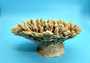 Off White Natural Table Coral Cluster Acropora Latistella (1 coral approx. 7-8+ inches) Natural Table Coral for beach home display!