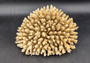 Off White Natural Table Coral Cluster Acropora Latistella (1 coral approx. 7-8+ inches) For home decor display & collecting!