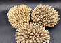 Off White Natural Table Coral Cluster Acropora Latistella (1 coral approx. 7-8+ inches) For home decor display & collecting!