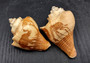 Carved Conch Seashell Decorative Set Elephant Antelope Hippo Cheetah Giraffe (5 shells approx. 3+ inches) Great for display & gifting!