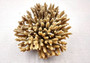 Off White Natural Table Coral Cluster Acropora Latistella (1 coral approx. 5-6+ inches) For home decor display & collecting! Natural colored spiked flayed open textured coral. Copy right 2024 SeaShellSupply.com\n