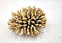 Off White Natural Table Coral Cluster Acropora Latistella (1 coral approx. 5-6+ inches) For home decor display & collecting! Natural colored spiked flayed open textured coral. Copy right 2024 SeaShellSupply.com\n
