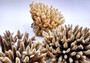 Off White Natural Table Coral Cluster Acropora Latistella (1 coral approx. 5-6+ inches) For home decor display & collecting! Natural colored spiked flayed open textured coral. Copy right 2024 SeaShellSupply.com\n