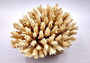 Off White Natural Table Coral Cluster Acropora Latistella (1 coral approx. 5-6+ inches) For home decor display & collecting! Natural colored spiked flayed open textured coral. Copy right 2024 SeaShellSupply.com\n