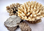 Off White Natural Table Coral Cluster Acropora Latistella (1 coral approx. 5-6+ inches) For home decor display & collecting! Natural colored spiked flayed open textured coral. Copy right 2024 SeaShellSupply.com\n
