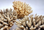 Off White Natural Table Coral Cluster Acropora Latistella (1 coral approx. 5-6+ inches) For home decor display & collecting! Natural colored spiked flayed open textured coral. Copy right 2024 SeaShellSupply.com\n