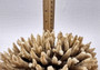 Off White Natural Table Coral Cluster Acropora Latistella (1 coral approx. 5-6+ inches) For home decor display & collecting! Natural colored spiked flayed open textured coral. Copy right 2024 SeaShellSupply.com\n