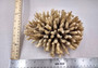 Off White Natural Table Coral Cluster Acropora Latistella (1 coral approx. 5-6+ inches) For home decor display & collecting! Natural colored spiked flayed open textured coral. Copy right 2024 SeaShellSupply.com\n