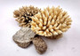Off White Natural Table Coral Cluster Acropora Latistella (1 coral approx. 5-6+ inches) For home decor display & collecting! Natural colored spiked flayed open textured coral. Copy right 2024 SeaShellSupply.com\n