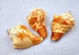 Carved Conch Seashell Decorative Set Two Fish And Sunset (3 shells approx. 3+ inches) Carved Conch shells for coastal crafting & gifting!