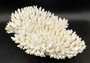 White Table Coral Large Cluster Acropora Latistella (1 coral approx. 13L x 4H x 10D inches) For home decor display & collecting!