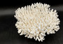 White Table Coral Large Cluster Acropora Latistella (1 coral approx. 13L x 4H x 10D inches) For home decor display & collecting!