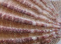 Lion Paw Scallop - Pecten Subnodosus - (1 shell 5-6 inches). Ribbed fan shell with wide opening. Copyright 2022 SeaShellSupply.com.