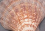 Lion Paw Scallop - Pecten Subnodosus - (1 shell 5-6 inches). Ribbed fan shell with wide opening. Copyright 2022 SeaShellSupply.com.