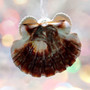 Flat Scallop Shell Angel With Arca Shell Wings (1 ornament approx. 3+ inches) Real Scallop Shell Xmas Hanging Ornament! Copyright 2025 SeaShellSupply.com