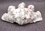 Giant Ruffled Clam Shell Half (1 half shell approx. 11.5L x 4.25H x 6.75D inches) Great rare clam shell for decor & display! Natural colored and weathered clam shell. Copy right 2024 SeaShellSupply.com