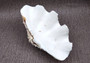 Giant Ruffled Clam Shell Half (1 half shell approx. 11.5L x 4.25H x 6.75D inches) Great rare clam shell for decor & display! Natural colored and weathered clam shell. Copy right 2024 SeaShellSupply.com