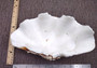 Giant Ruffled Clam Shell Half (1 half shell approx. 11.5L x 4.25H x 6.75D inches) Great rare clam shell for decor & display! Natural colored and weathered clam shell. Copy right 2024 SeaShellSupply.com