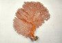 Red Orange Sea Fan Coral Echinogorgia SP (1 fan approx. 12-13+ inches) Adorable sea fan for any coastal projects or a collection addition! Copyright 2025 SeaShellSupply.com.