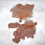 Red Orange Sea Fan Coral Tall Echinogorgia SP (1 sea fan approx. 12-13+ inches) Tall Large Red Sea Fan Coral for coastal home arts & crafts!