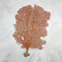 Red Orange Sea Fan Coral Tall Echinogorgia SP (1 sea fan approx. 12-13+ inches) Tall Large Red Sea Fan Coral for coastal home arts & crafts!