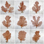 Red Orange Sea Fan Coral Tall Echinogorgia SP (1 sea fan approx. 12-13+ inches) Tall Large Red Sea Fan Coral for coastal home arts & crafts!