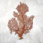 Red Orange Sea Fan Coral Tall Echinogorgia SP (1 sea fan approx. 12-13+ inches) Tall Large Red Sea Fan Coral for coastal home arts & crafts!
