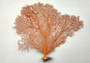 Red Orange Sea Fan Coral Echinogorgia SP (1 fan approx. 12-13+ inches) Adorable sea fan for any coastal projects or a collection addition! Copyright 2025 SeaShellSupply.com.
