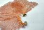 Red Orange Sea Fan Coral Echinogorgia SP (1 fan approx. 12-13+ inches) Adorable sea fan for any coastal projects or a collection addition! Copyright 2025 SeaShellSupply.com.