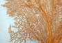 Red Orange Sea Fan Coral Echinogorgia SP (1 fan approx. 12-13+ inches) Adorable sea fan for any coastal projects or a collection addition! Copyright 2025 SeaShellSupply.com.
