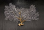 White Sea Fan Coral (1 fan approx. 12-13+ inches) Adorable sea fan for any coastal projects or as a collection addition! Copyright 2024 SeaShellSupply.com