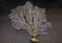 White Sea Fan Coral (1 fan approx. 12-13+ inches) Adorable sea fan for any coastal projects or as a collection addition! Copyright 2024 SeaShellSupply.com