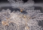 White Sea Fan Coral (1 fan approx. 12-13+ inches) Adorable sea fan for any coastal projects or as a collection addition! Copyright 2024 SeaShellSupply.com