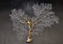 White Sea Fan Coral (1 fan approx. 12-13+ inches) Adorable sea fan for any coastal projects or as a collection addition!