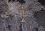 White Sea Fan Coral (1 fan approx. 12-13+ inches) Adorable sea fan for any coastal projects or as a collection addition!