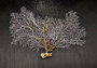White Sea Fan Coral (1 fan approx. 12-13+ inches) Adorable sea fan for any coastal projects or as a collection addition!