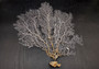 White Sea Fan Coral (1 fan approx. 12-13+ inches) Adorable sea fan for any coastal projects or as a collection addition!