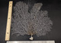 White Sea Fan Coral (1 fan approx. 12-13+ inches) Adorable sea fan for any coastal projects or as a collection addition!