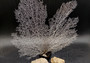 White Sea Fan Coral (1 fan approx. 12-13+ inches) Adorable sea fan for any coastal projects or as a collection addition!