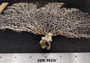 White Sea Fan Coral (1 fan approx. 12-13+ inches) Adorable sea fan for any coastal projects or as a collection addition!