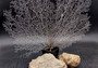 White Sea Fan Coral (1 fan approx. 12-13+ inches) Adorable sea fan for any coastal projects or as a collection addition!