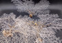 White Sea Fan Coral (1 fan approx. 12-13+ inches) Adorable sea fan for any coastal projects or as a collection addition!