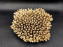 Off White Natural Table Coral Cluster Acropora Latistella (1 coral approx. 9-10+ inches) For home decor display and collecting!