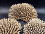 Off White Natural Table Coral Cluster Acropora Latistella (1 coral approx. 9-10+ inches) Textured beige and tan natural coral that has been adjusted with flat base for display purposes.  Copyright 2024 SeaShellMartSupply.com
