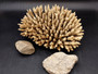 Off White Natural Table Coral Cluster Acropora Latistella (1 coral approx. 9-10+ inches) Textured beige and tan natural coral that has been adjusted with flat base for display purposes.  Copyright 2024 SeaShellMartSupply.com
