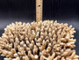 Off White Natural Table Coral Cluster Acropora Latistella (1 coral approx. 9-10+ inches) Textured beige and tan natural coral that has been adjusted with flat base for display purposes.  Copyright 2024 SeaShellMartSupply.com