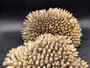 Off White Natural Table Coral Cluster Acropora Latistella (1 coral approx. 9-10+ inches) For home decor display and collecting!