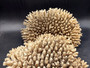 Off White Natural Table Coral Cluster Acropora Latistella (1 coral approx. 9-10+ inches) For home decor display and collecting!
