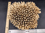 Off White Natural Table Coral Cluster Acropora Latistella (1 coral approx. 9-10+ inches) For home decor display and collecting!